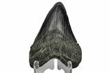 Juvenile Megalodon Tooth - South Carolina #170413-1